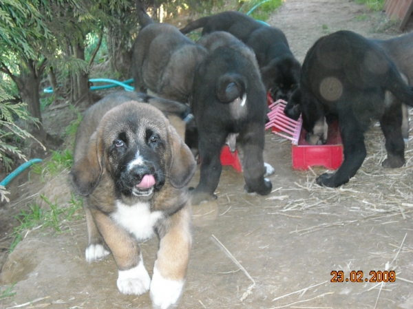 cachorros de Basillón
Trefwoorden: mastin