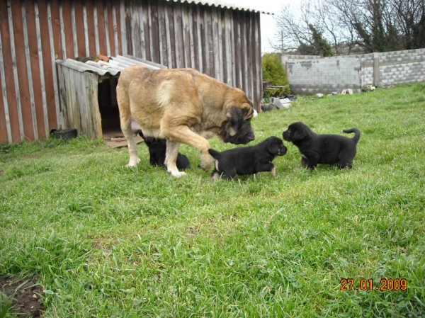 Mastín y cachorros de Basillon
Keywords: puppyspain puppy cachorro