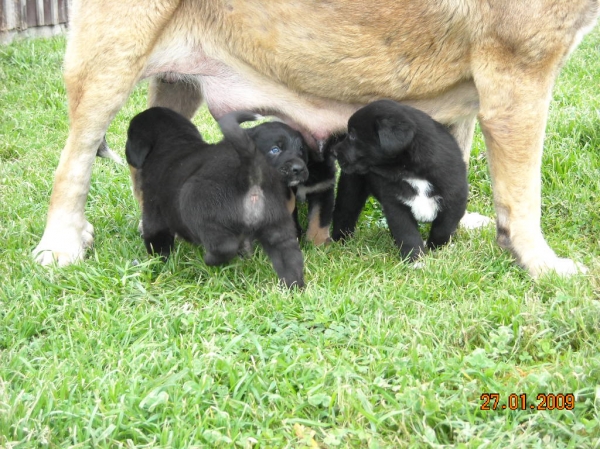 Cachorros de Basillon / con sus hermanastros
Keywords: basillon