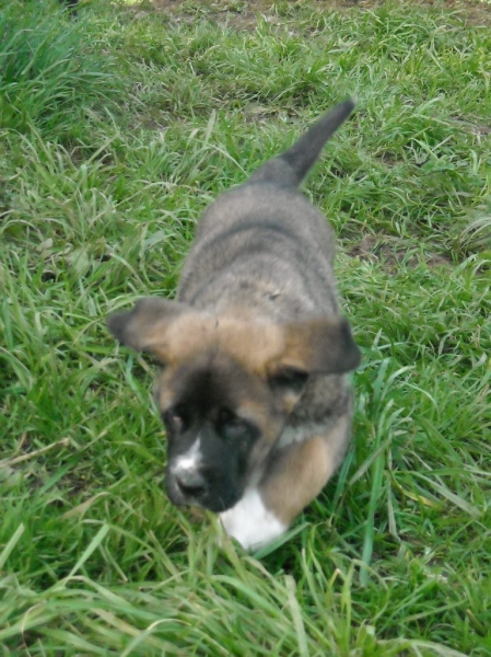 Cachorro  de Basillón
la hora del ejercicio
Keywords: puppyspain