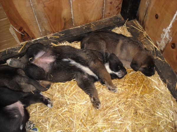 Cachorros de Basillon
- como buen español después de comer, toca SIESTA.
Keywords: puppyspain puppy cachorro