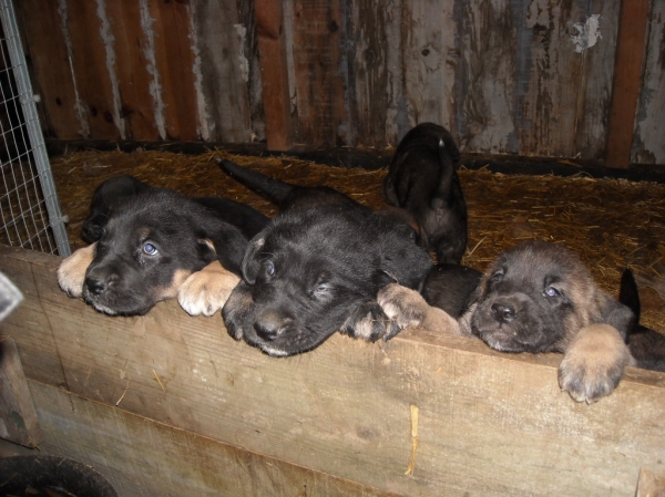 Cachorros de Basillon - curiosenado 
Keywords: puppyspain puppy cachorro