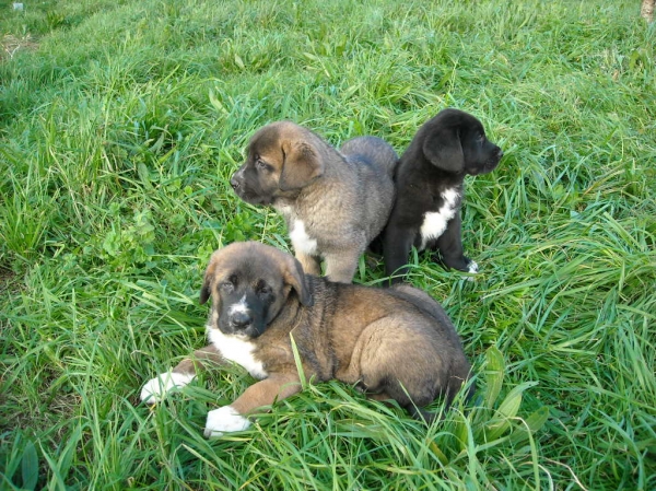 Cachorros de Basillón
Kľúčové slová: puppyspain