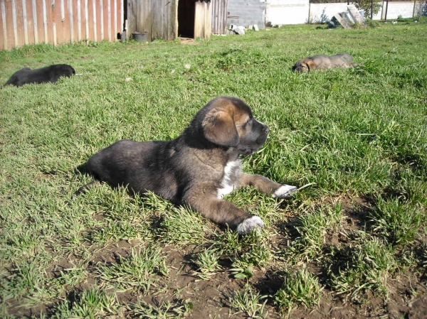 Cachorro de Basillon
Keywords: basillon