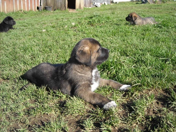 Cachorro de Basillon
Keywords: basillon