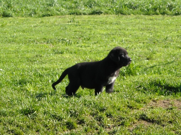 Cachorro de Basillon
Keywords: basillon