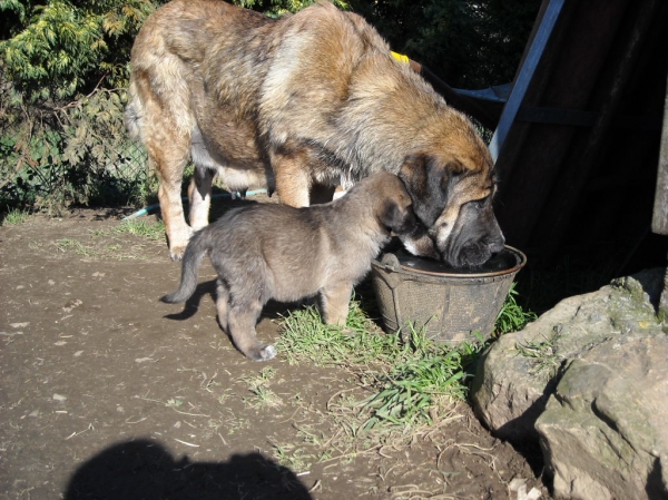 de Basillon - La Zeltia con su cachorra
Keywords: basillon