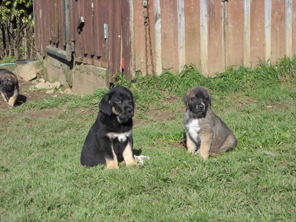 Cachorros de Basillon
Keywords: basillon