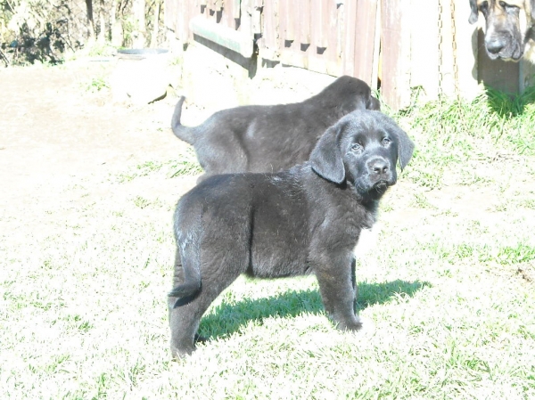 Cachorros de Basillon
Keywords: basillon