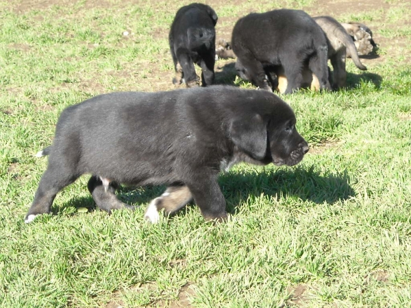 Cachorros de Basillon
Keywords: basillon