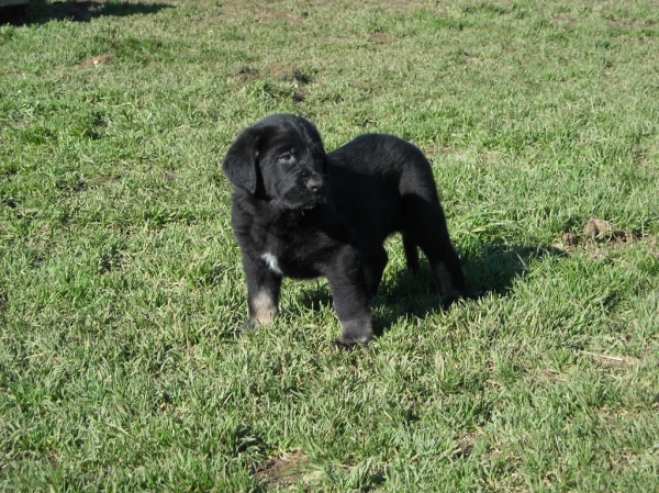 El RUFO de Basillon
Keywords: basillon