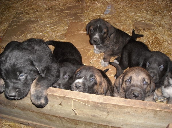 Cachorros de Basillon
Keywords: puppyspain puppy cachorro