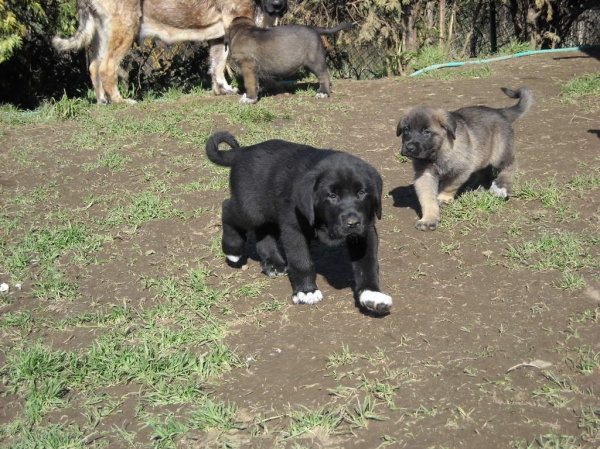 Cachorro de Basillon
en su paseo 
Keywords: basillon