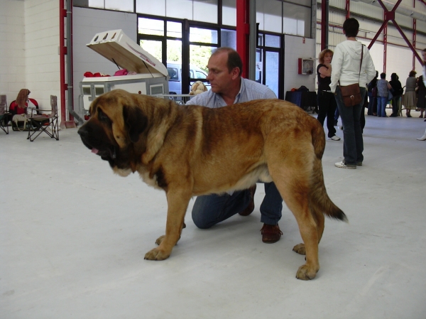 ANIBAL DE BASILLON, MEJOR JOVEN - I DOG SHOW CIDADE DE FERROL 2008
Keywords: 2008 basillon concursos