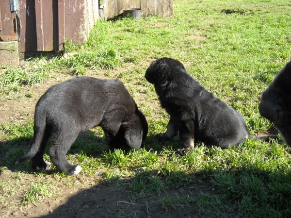 Cachorros de Basillon
Keywords: basillon