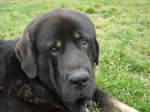 NERO DE BASILLON
Keywords: basillon