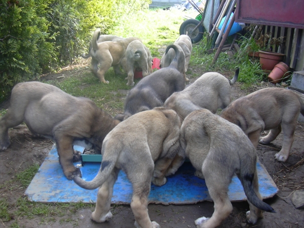 La Gran Camada
La Negra de Abelgas, fué capaz de criar a los once ( 11 ) cachorros, con una estupenda línea
Keywords: mastin