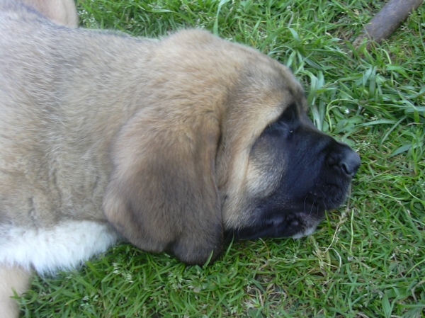 Zeus de Basillon
este se fué a las Américas
Keywords: mastin