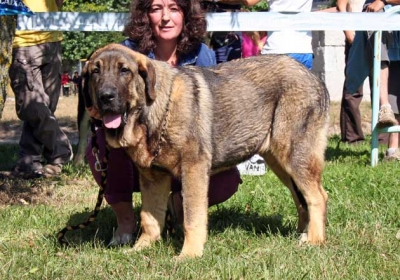 Humphrey de Basillon
concurso Xinzo de Limia, campeonato AEPME 09, CC.M, MB.3º
Keywords: mastin espaÃ±ol