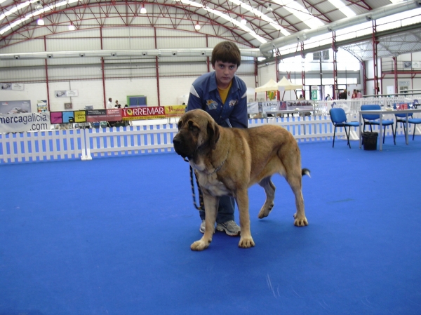 Zeltia de Basillon - 1ª Clase Jóven Hembra, I DOG SHOW CIDADE DE FERROL 2008
Keywords: 2008 basillon concurso