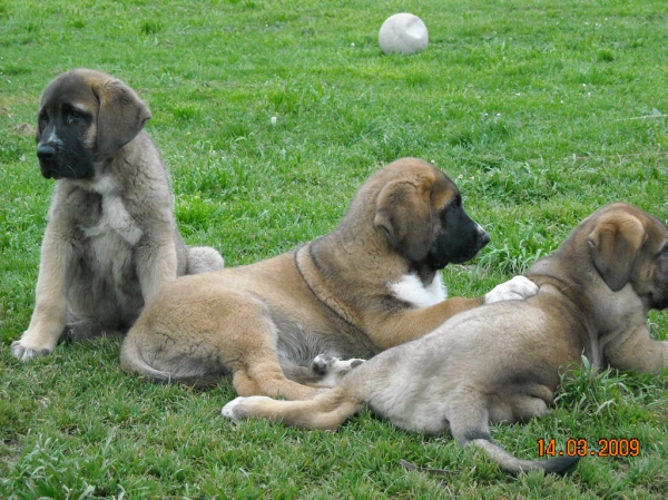 de Basillón
cachorros cercanos a los 2 meses y medio
Keywords: basillon