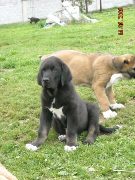 Cachorros de Basillón
Võtmesõnad: basillon