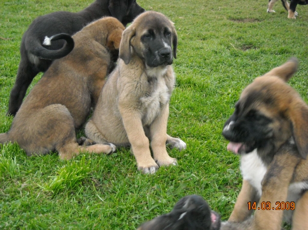 Cachorros de Basillon
Keywords: basillon