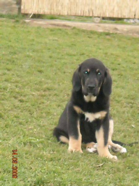 Tora de Basillon
cercana a los 2 meses y medio
Keywords: basillon