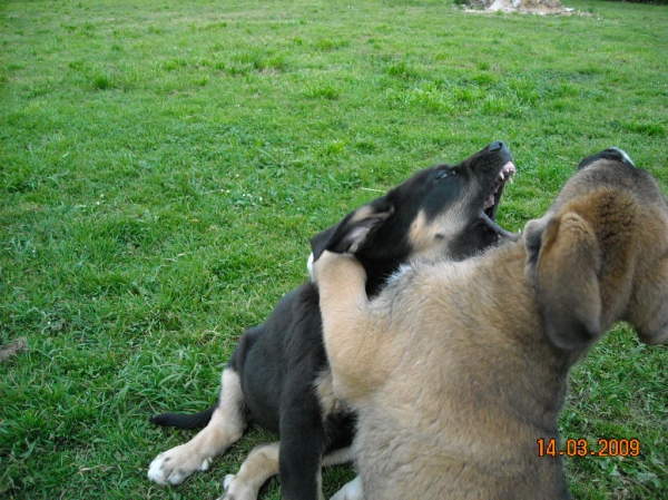  Juego
la Tora de Basillon y la Lúa de Basillon también.
Keywords: cachorros mastin espaÃ±ol