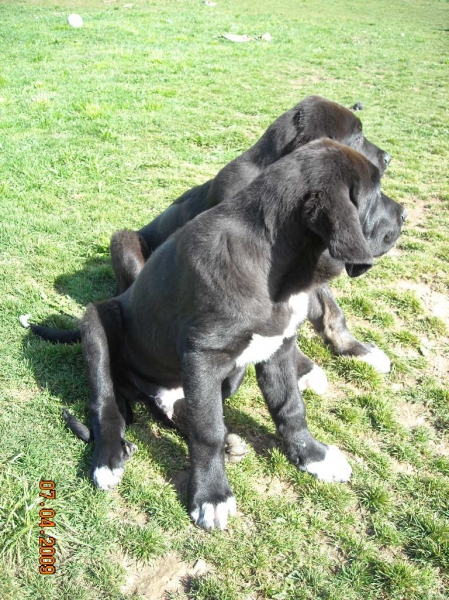 Cachorro de Basillon
Keywords: basillon