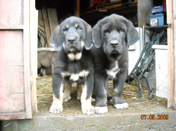 La TORA y el NERO 
Keywords: cachorros de mastin