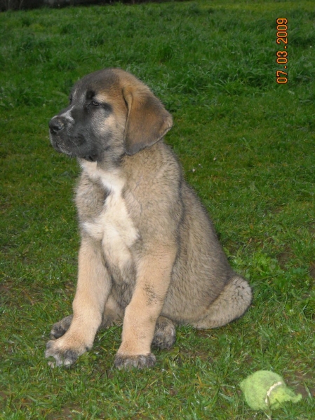 Conan de Basillon
Keywords: basillon