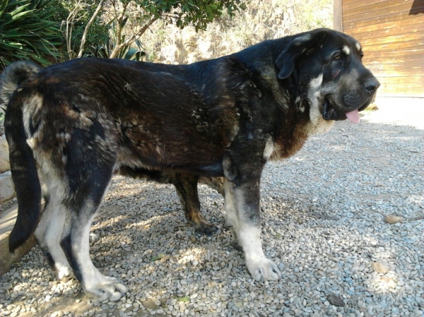 NUMA DE CERRO DEL VIENTO, JOVEN DE 13 MESES
Keywords: Cachorros. Cerro del Viento. Sabas