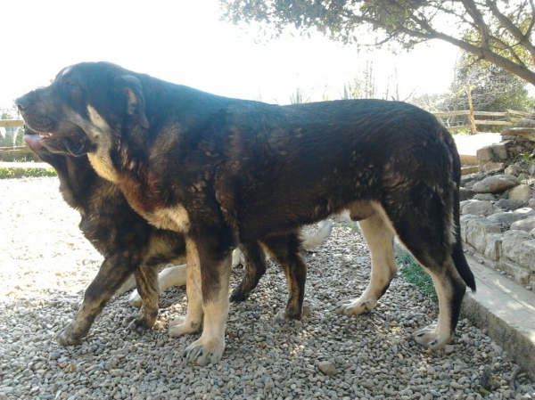 NUMA DE CERRO DEL VIENTO, JOVEN DE 13 MESES
Keywords: Cachorros. Cerro del Viento. Sabas