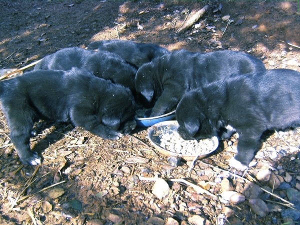 Cachorros de Trizia de Fuentemimbre X Blai de Cerro del Viento
Keywords: sabas Cerro del Viento Girona EspaÃ±a