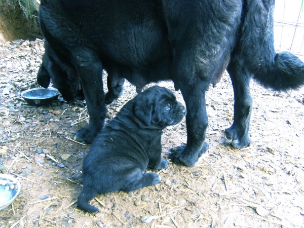 Cachorros de Trizia de Fuentemimbre X Blai de Cerro del Viento
2º Camada de Trizia Y Blai
Keywords: sabas Cerro del Viento Girona EspaÃ±a