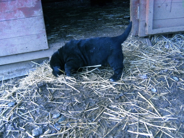 Cachorros de Trizia de Fuentemimbre X Blai de Cerro del Viento
2ª camada de Trizia y Blai con 25 dias
Keywords: sabas Cerro del Viento girona EspaÃ±a