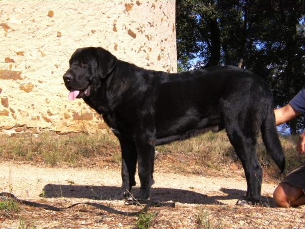 Navajo de Cerro del Viento, 9 meses
Blai de Cerro del Viento X Trízia de Fuentemimbre
Keywords: Cerro del Viento Sabas Girona EspaÃ±a