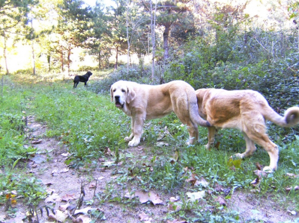 Sirio y Ara de Cerro del Viento
Un paseo por el bosque en Otoño
Keywords: Cerro del Viento Sabas Girona EspaÃ±a