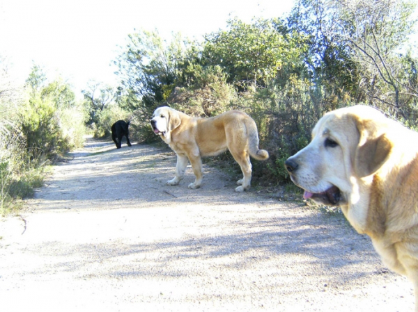 Sirio y Ara de Cerro del Viento
Keywords: Cerro del Viento Sabas Girona EspaÃ±a