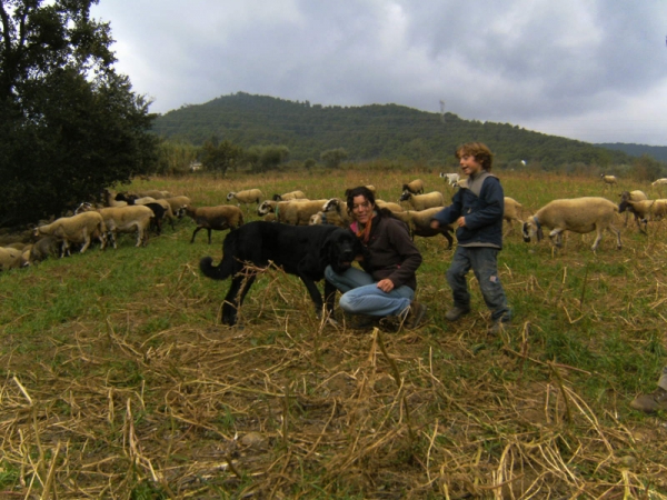 Arturo de Cerro del Viento, 20 meses- Blai de Cerro del Viento X Trizia de Fuentemimbre
Con las ovejas en las montañas de Cataluya
Keywords: flock Cerro del Viento Sabas Girona EspaÃ±a