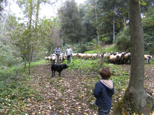 Arturo de Cerro del Viento, 20 meses- Blai de Cerro del Viento X Trizia de Fuentemimbre
Las ovejas vuelven por la tarde
Keywords: flock Cerro del Viento Sabas Girona EspaÃ±a