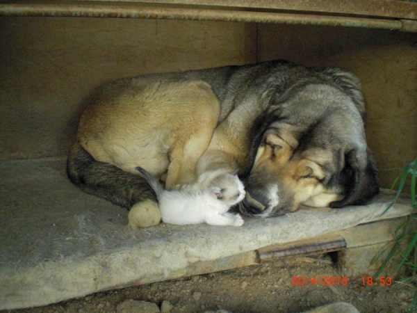 Thelma con su "cachorrito"
Ključne reči: Cerro del Viento Sabas Girona EspaÃ±a