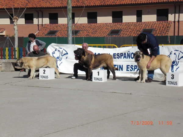 Cachorros Hembra en Viana de Cega 2009
Laña de Cerro del Viento 2º
Keywords: Cerro del Viento Sabas Girona EspaÃ±a