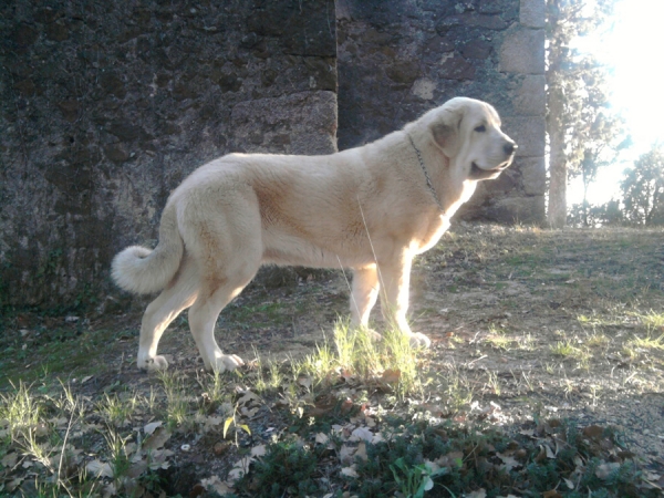 Ara de Cerro del Viento, 9 meses
Laña X Granero
Keywords: Cerro del Viento Sabas Girona EspaÃ±a