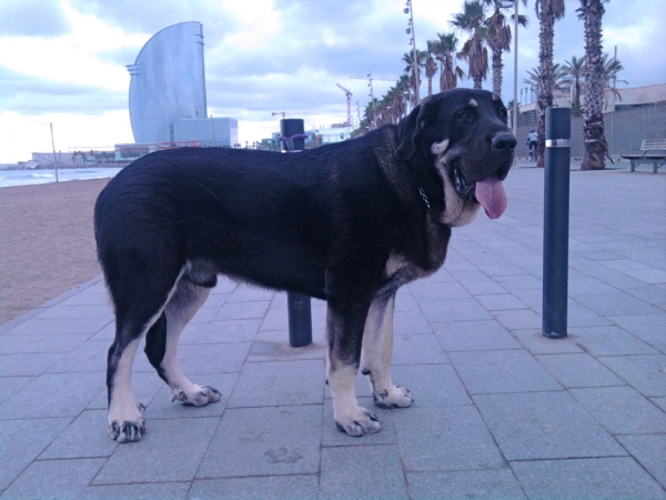 Numa de Cerro del Viento, cachorro de 8 meses
Keywords: Cerro del Viento Sabas Girona EspaÃ±a