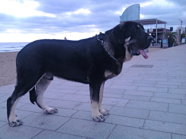 Numa de Cerro del Viento, cachorro de 8 meses
Keywords: Cerro del Viento Sabas Girona EspaÃ±a