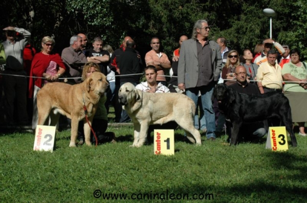 Blai  de Cerro del Viento
Blai 3º en Cachorros Macho, Barrios 008
Keywords: Cerro del Viento Sabas Girona EspaÃ±a