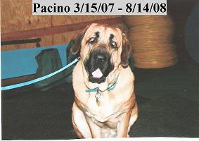 Remembering Pacino on his "1st" Anniversary at the Rainbow Bridge
Keywords: Pacino Brando De Niro