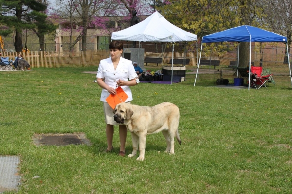 Fall Creek Diva- "Tatyana"s debut at the American Rare Breed Association Dog Shows  April 14-15-2012
Keywords: 2012 Tatyana,Natalia, Brando, De Niro, Pacino